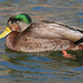 American Black Duck × Mallard - Photo (c) Joanne Redwood, some rights reserved (CC BY-NC), uploaded by Joanne Redwood