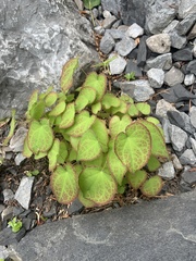 Epimedium × rubrum