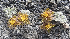 Hamadryas delfinii