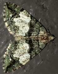 Hydriomena albifasciata