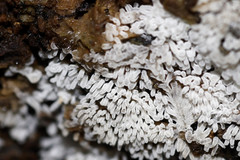 Ceratiomyxa fruticulosa fruticulosa