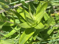 Gentiana puberulenta