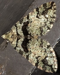 Hydriomena albifasciata
