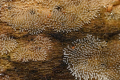 Ceratiomyxa fruticulosa fruticulosa