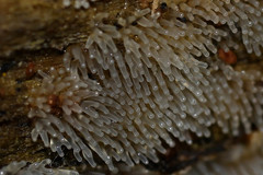 Ceratiomyxa fruticulosa fruticulosa