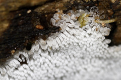 Ceratiomyxa fruticulosa fruticulosa