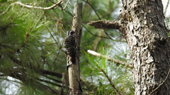 Yungipicus maculatus