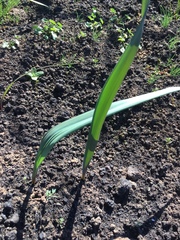Liliales