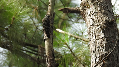 Yungipicus maculatus
