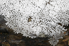 Ceratiomyxa fruticulosa fruticulosa