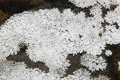 Ceratiomyxa fruticulosa fruticulosa