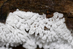 Ceratiomyxa fruticulosa fruticulosa