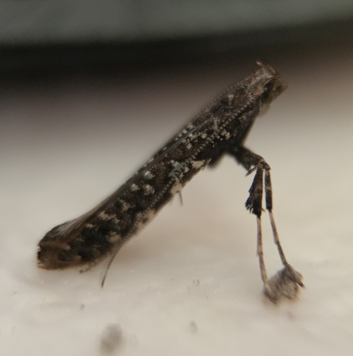 Cherry Leafroller Moth photo 4
