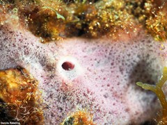 Haliclona fibulata