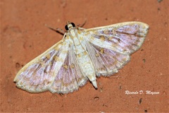 Leucochroma corope