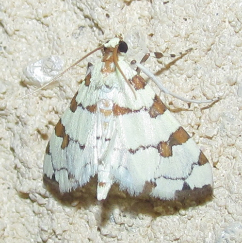 Eight-barred Lygropia Moth