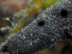 Chalinula parasimulans