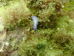 Prostheceraeus roseus
