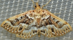 Achyra murcialis