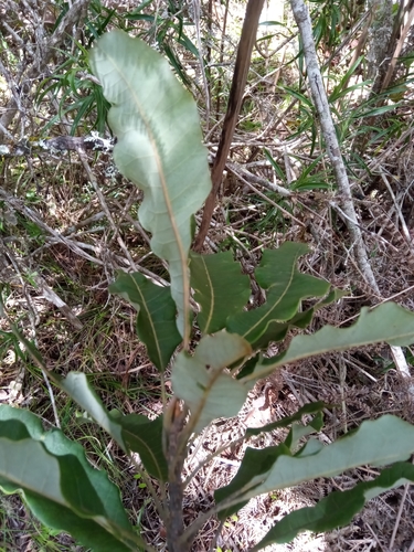 Baronia taratana image