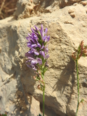 Medicago sativa