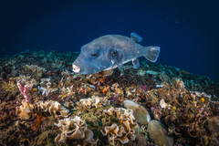 Arothron caeruleopunctatus