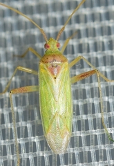 Creontiades pallidus