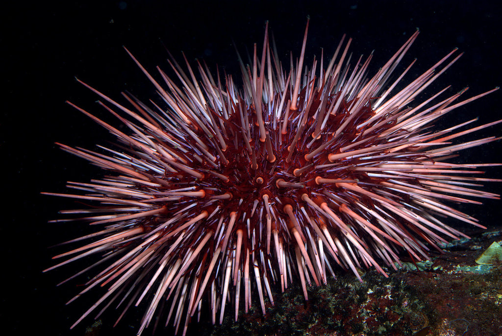 Mesocentrotus