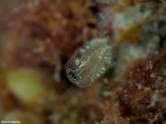 Clavelinidae