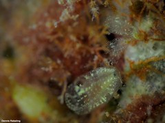 Clavelinidae