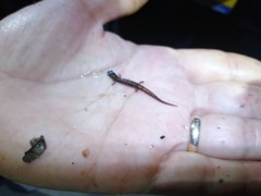 Parvimolge townsendi