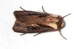 Agrotis volubilis