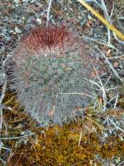 Mammillaria rekoi