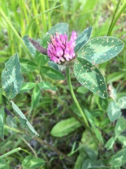 Trifolium pratense