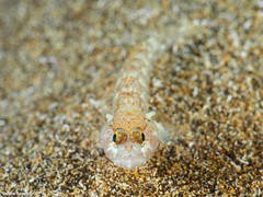 Vanneaugobius canariensis