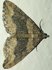Perizoma custodiata