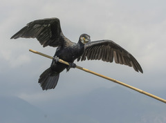Phalacrocorax carbo