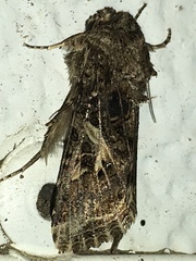 Spodoptera praefica