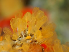 Pycnoclavella communis