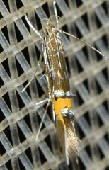 Cosmopterix scribaiella