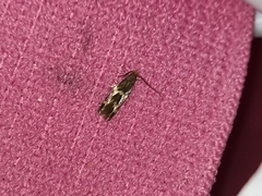 Oinophila v-flava