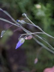 Linum perenne