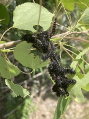 Hemileuca nevadensis