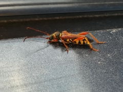 Stenopterus mauritanicus