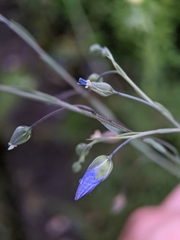 Linum perenne