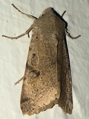 Orthosia behrensiana