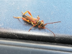 Stenopterus mauritanicus