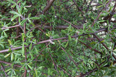 Olearia bullata