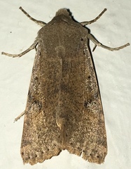 Orthosia behrensiana