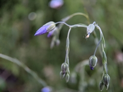 Linum perenne